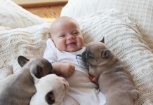 Новородено бебе и домашен любимец Новородено бебе и домашен любимец